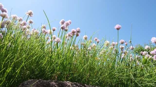 Pink flowers and grass swaying in wind with bee visiting flower under blue sky