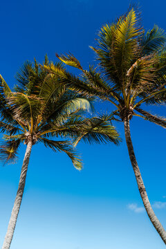 palm trees with blue sky