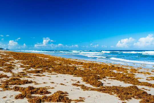 sargassum seaweed on beach