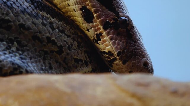 Close up head of a python or Boa constrictor snake slowly crawling  with the tongue coming out on a cloudy spring day
