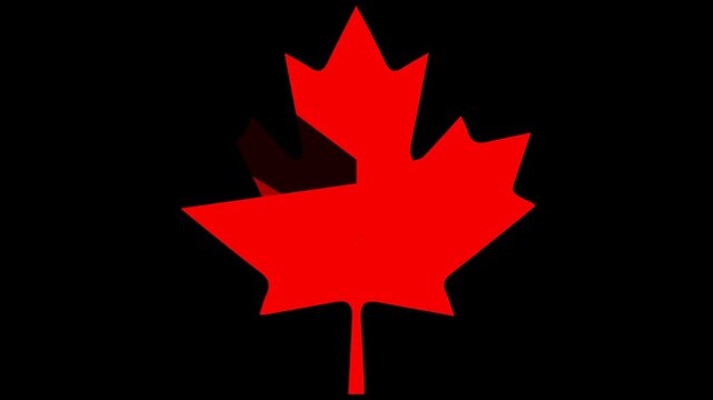 red maple leaf puzzle animation with transparent background