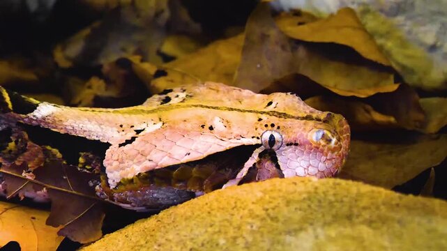 Close up of Gaboon Viper snake head moving slowly around the ground