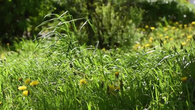 Green grass field with yellow dandelion flowers trembles in the wind on meadow - Springtime floral nature background, windy weather.