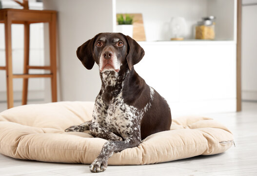 Cute German Shorthaired Pointer dog lying on pet bed at home