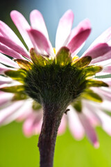 Back View of Pink Common Daisy Flower in Macro © Vjom