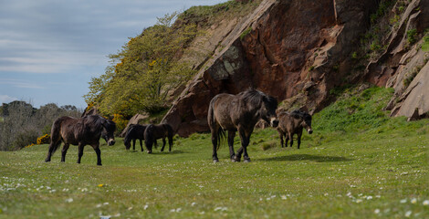 Exmoor Ponies Grazing Beneath Cliffs © Andrew