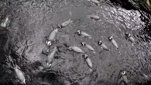 Top view underwater shot of a group of Magellanic penguins swimming in circular patterns. Marine wildlife scene captured from above with dynamic movement and clear water.