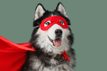 Cute husky dog in superhero costume on blue background © Pixel-Shot