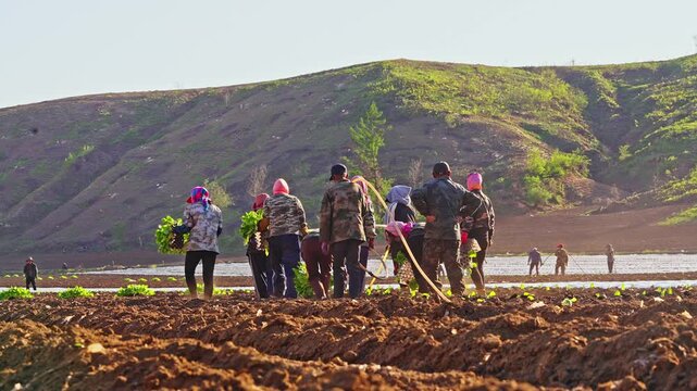 Large-scale artificial cultivation of crops