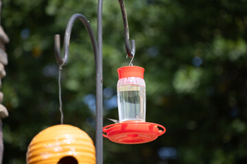 Fototapeta premium Hummingbird in red feeder