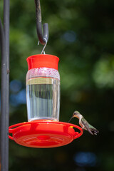 Fototapeta premium Hummingbird in red feeder