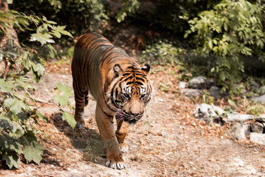 Tigre