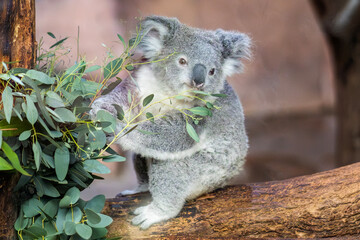 Koala 1 © amandineadrien