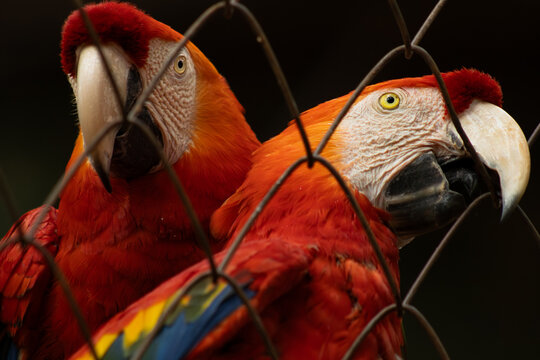 Scarlet Macaw (Ara macao) close-up behind a wire fence in captivity.