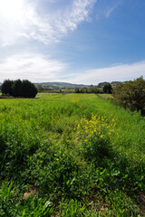 Fototapeta premium Bright Green Meadow With Yellow Wildflowers and Blue Sky