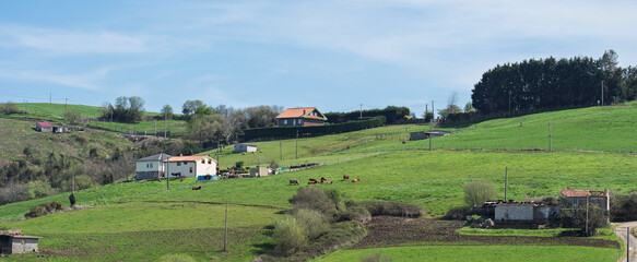 Fototapeta premium Green Hillside Countryside with Farmhouses and Grazing Cattle