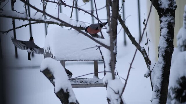 Bullfinches and tits eat seeds in a bird feeder