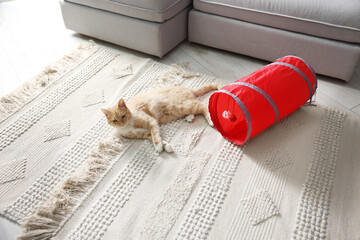 Fototapeta premium Cute cat resting on carpet and toy tunnel at home, above view