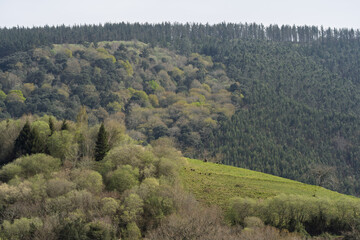 Fototapeta premium Forested Hillside with Mixed Woodland and Green Meadow