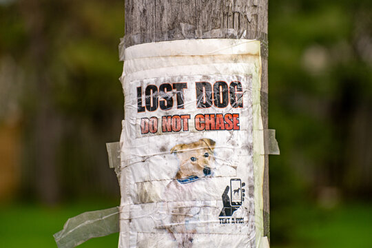 Lost dog warning poster attached to utility pole.
