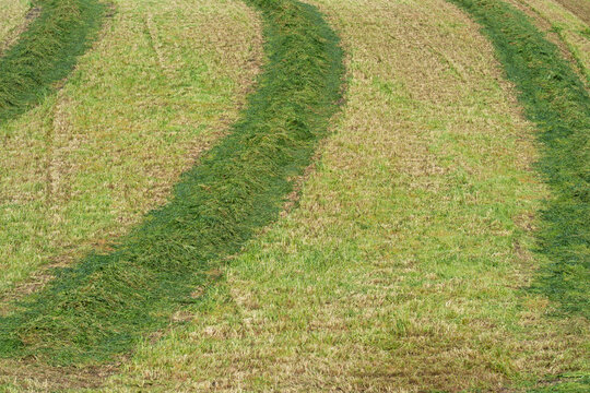 Curved Windrows of Cut Grass in Mown Agricultural Field