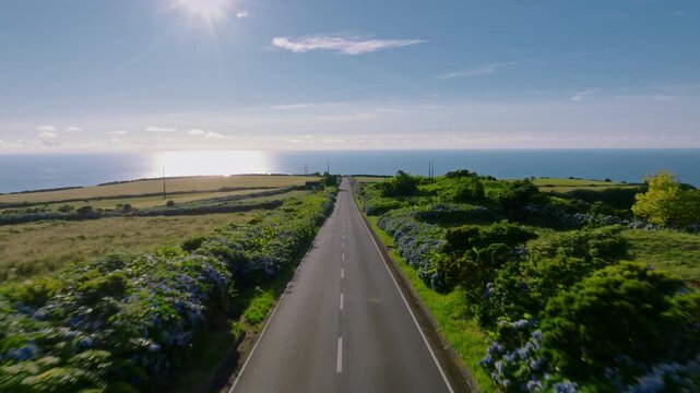 Aerial drone tracking shot of a straight empty asphalt road leading towards the Atlantic Ocean horizon under a bright sun, lined with blue hydrangeas on Flores Island, Azores