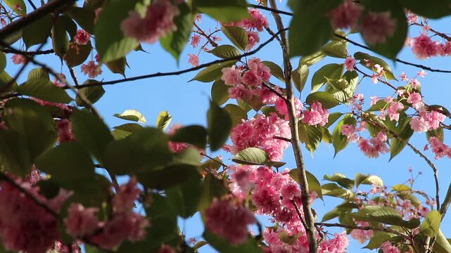 Spring in Paris. Sakura and cherry sway on a wind with blue sky and sun glares at the sunny midday. Blossom falls on a photo lens. High resolution video.