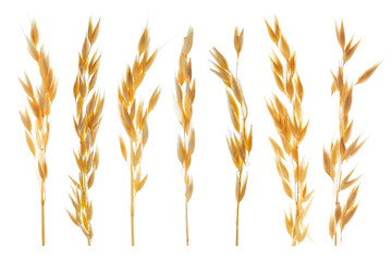 Fototapeta premium Oat ears isolated on white, set. Cereal plant