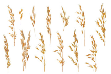 Fototapeta premium Oat ears isolated on white, set. Cereal plant