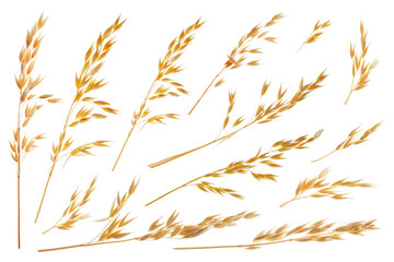 Fototapeta premium Oat ears isolated on white, set. Cereal plant