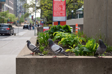 Fototapeta premium Pigeons gathered on a flowerbed in an urban setting with a softly blurred downtown city street in the background, capturing contrast between wildlife and city life