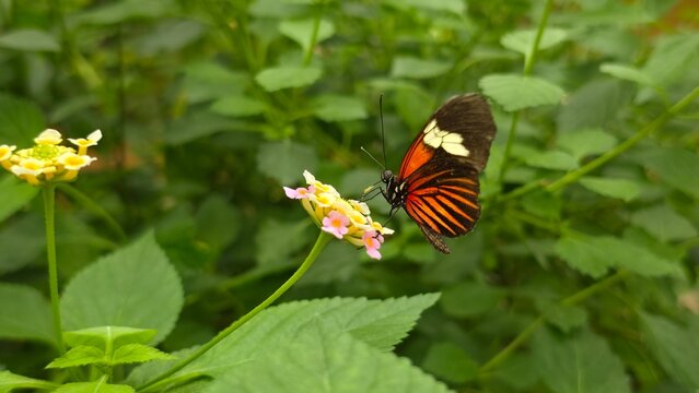 Tropical Heliconius butterfly perched gracefully on blooming plant during closeup nature macro photography session