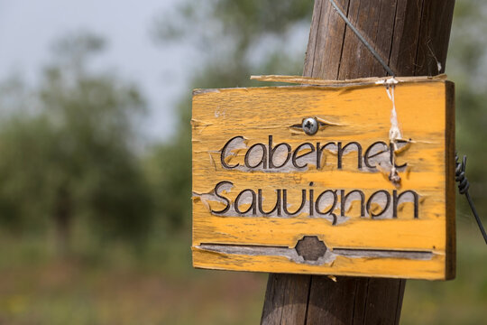 Schild mit der Aufschrift Cabernet Sauvignon im Weinfeld