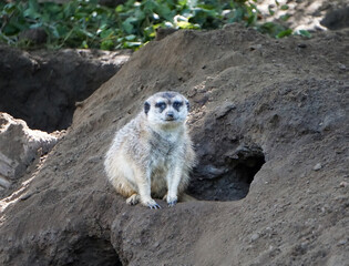 Fototapeta premium Meerkat sitting beside burrow entrance in natural habitat