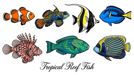 Fototapeta premium Hand Drawn Tropical Reef Fish Collection, Colorful Exotic Saltwater Fish Vector Set with Clownfish, Blue Tang, Lionfish, and Mandarin Fish
