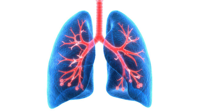 Human Lungs Anatomy Illustration with Bronchial Tree Highlight