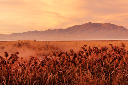 Prehistoric marshy landscape with phragmites at sunset in Antelope Island state park within Great Salt Lake, Utah, USA