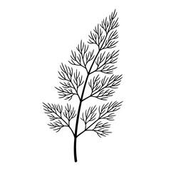 Obraz premium Dill herb sprig, hand-drawn botanical illustration, isolated on white background