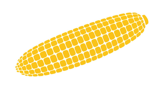 Fresh yellow corn on the cob.