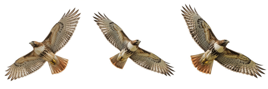 Isolated Flying Falcon PNG Set Majestic Bird of Prey Raptor Wildlife Element for Nature Preservation Theme Eagle Hawk Hunting Graphic Design Composition
