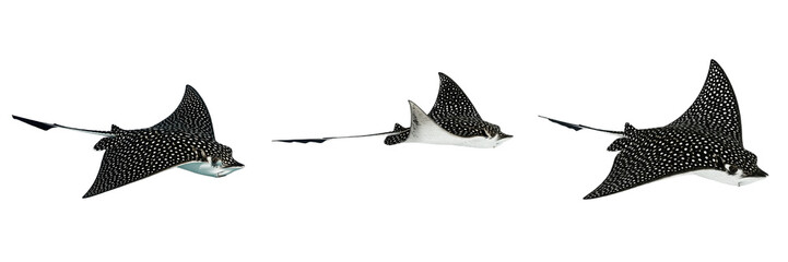 Isolated Stingray PNG Set Marine Wildlife Ray Fish Element for Ocean Theme Design Aquarium Branding and Realistic Underwater Graphic Project Composition © Yooooo