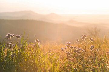 Fototapeta premium Mountains meadow