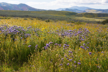 Fototapeta premium Mountains meadow