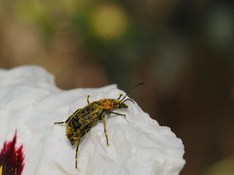 Un escarabajo de las flores, probablemente Cteniopus sulphureus u otro aleculino, sobre un p&eacute;talo blanco de jara. Su cuerpo negro y pronoto rojizo est&aacute;n cubiertos por una densa capa de polen amarillo.