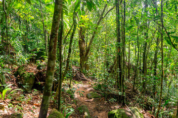 Obraz premium A narrow dirt path winds through lush foliage, showcasing vibrant green leaves and towering trees in a Colombian rainforest.