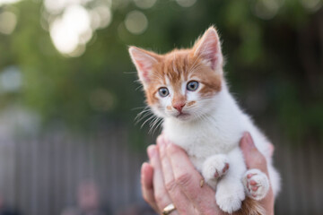 cat in the garden © @crayfishphoto