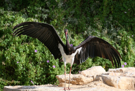Black Stork (Ciconia nigra)