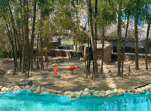 Scarlet ibis or red ibis (Eudocimus ruber)