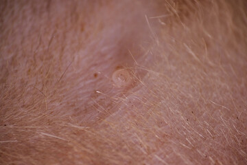 Fototapeta premium Shaving cat fur before apply antiseptic on wound