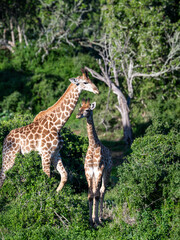 Obraz premium Mother with baby giraffe